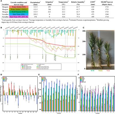 Precise control of water stress in the field reveals different response thresholds for forage yield and digestibility of maize hybrids